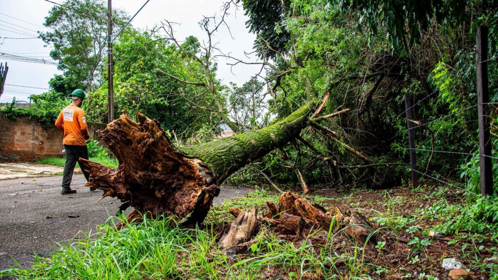 Tree removal after storm damage