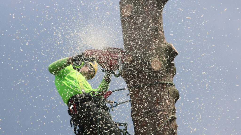 Professional arborist cutting a tree safely