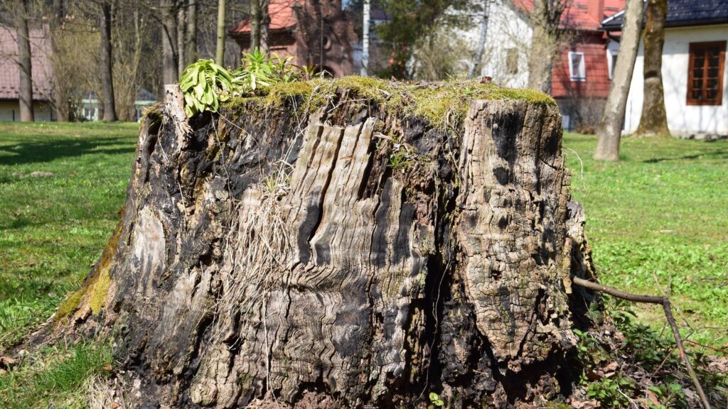 Tree stump removal in a residential garden